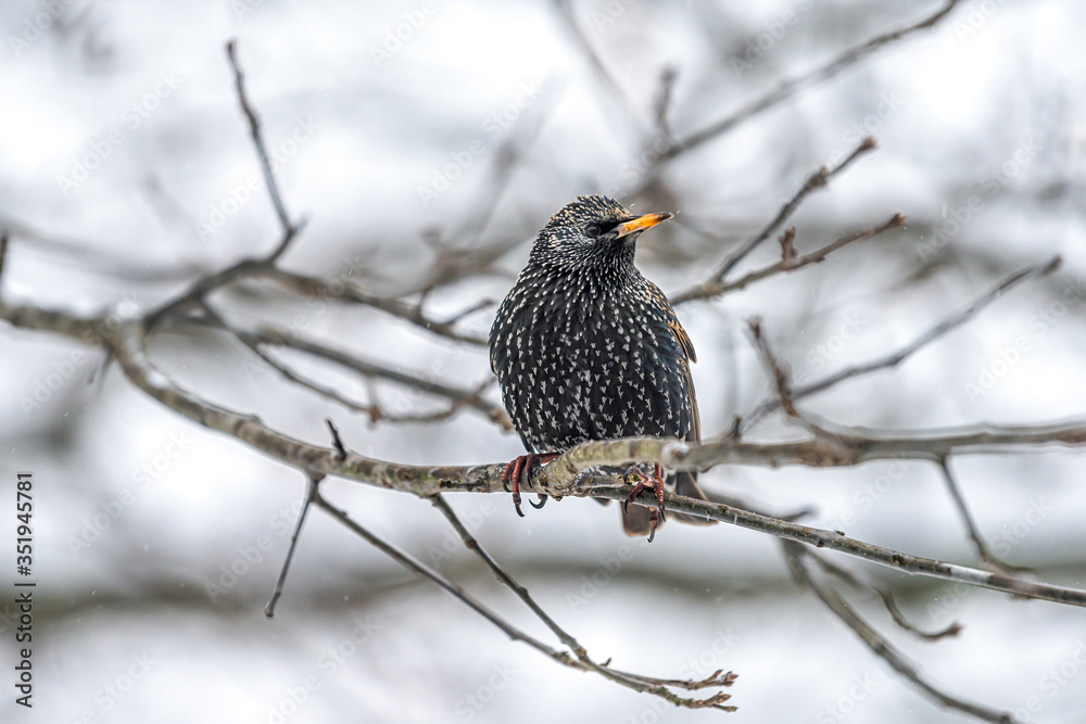 European starling one bird perching sitting on bare tree branch during winter closeup in Virginia isolated with plumage pattern European starling one bird perching sitting on bare tree branch during winter closeup in Virginia isolated with plumage pattern