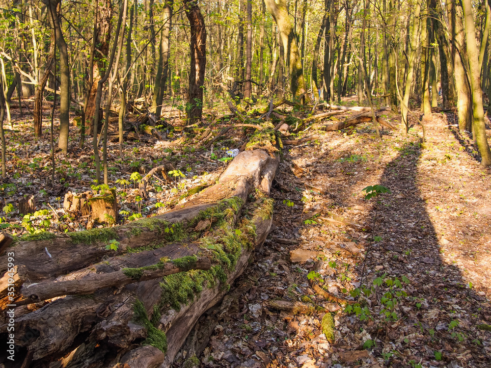 Bielański forest