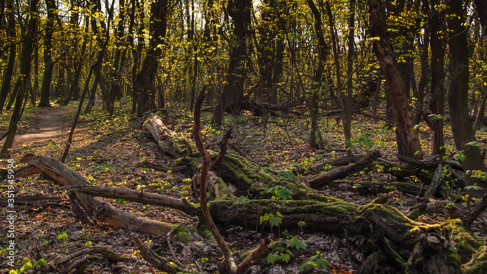Bielański forest