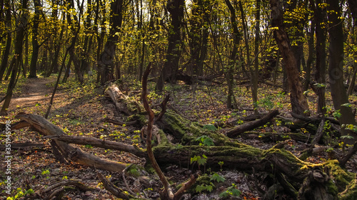 Bielański forest