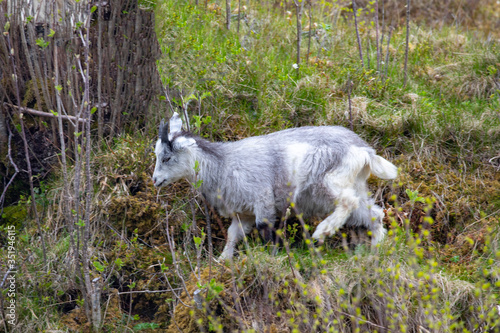 Goats on spring pasture in Skarsaasen, Bronnoy Municipality, Northern Norway photo