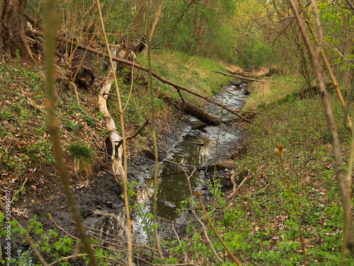 Obraz na płótnie Bielański forest w salonie