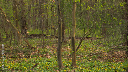 Obraz na płótnie Bielański forest w salonie