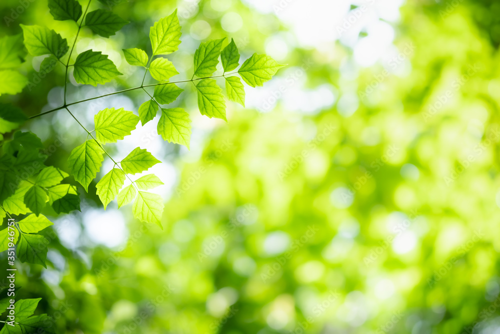 Amazing nature view of green leaf on blurred greenery background in garden and sunlight with copy space using as background natural green plants landscape, ecology, fresh wallpaper concept. Amazing nature view of green leaf on blurred greenery background in garden and sunlight with copy space using as background natural green plants landscape, ecology, fresh wallpaper concept.