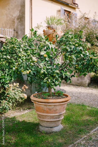 Yellow lemons on a tree, lemon trees in pots. © Nadtochiy