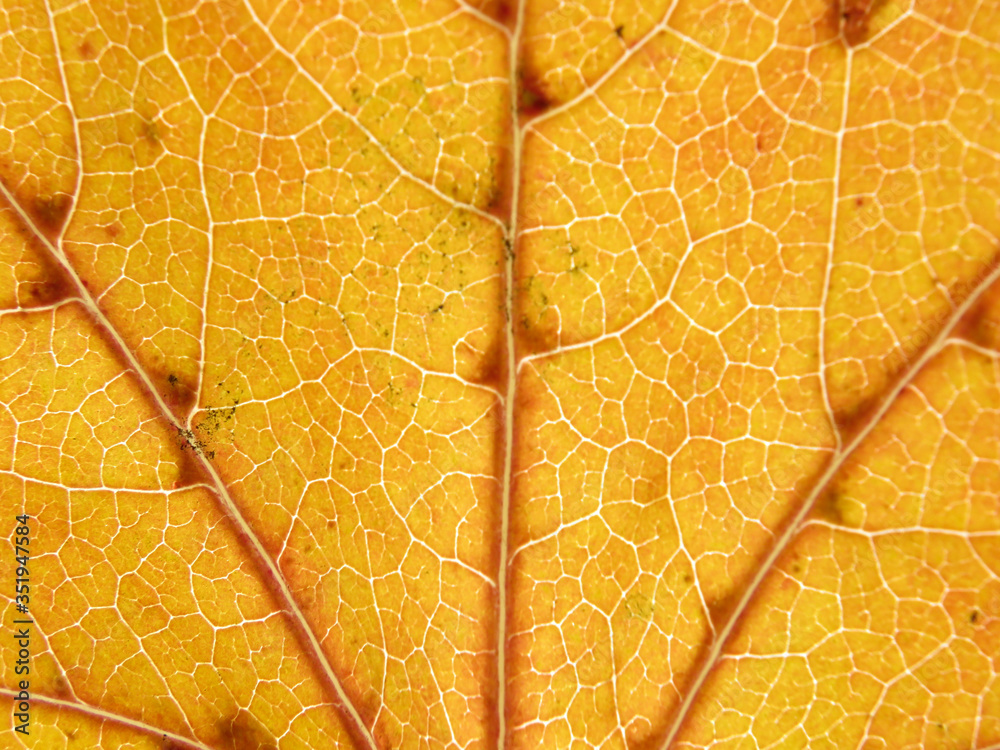 Obraz premium hoja anaranjada otoñal a contra luz