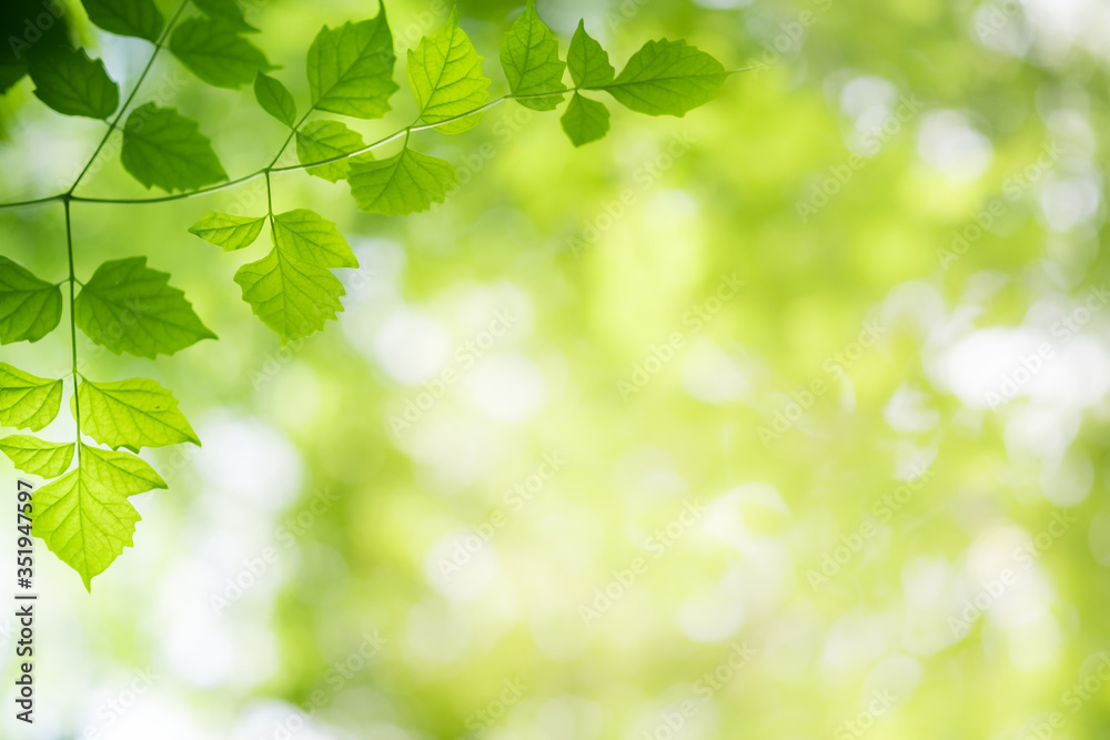 Amazing nature view of green leaf on blurred greenery background in garden and sunlight with copy space using as background natural green plants landscape, ecology, fresh wallpaper concept. Amazing nature view of green leaf on blurred greenery background in garden and sunlight with copy space using as background natural green plants landscape, ecology, fresh wallpaper concept.