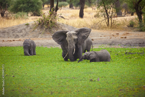 Fotografie Bathing time for the elephant to withstand the heat