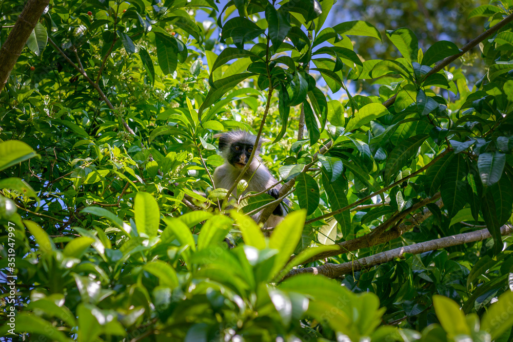 wild monkey between trees