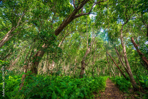 tropical jungle zanzibar