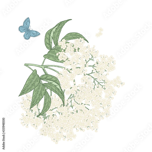Fotografi Elderflower branch