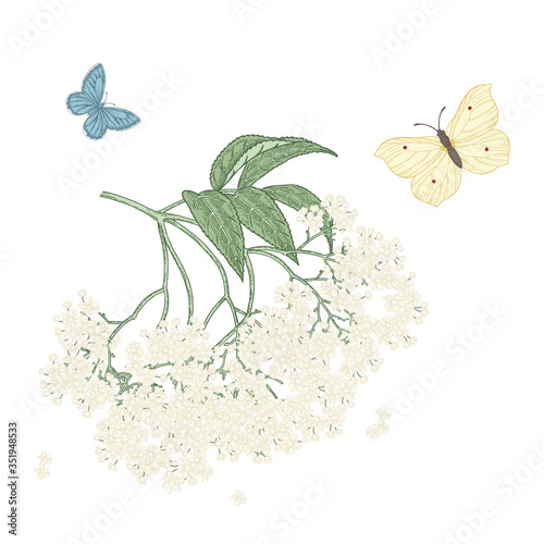 Elder branch. Sambucus, elderflower or elderberry blossom. Vector illustration vintage. Colorful engraving style.
