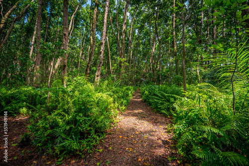 path in the forest