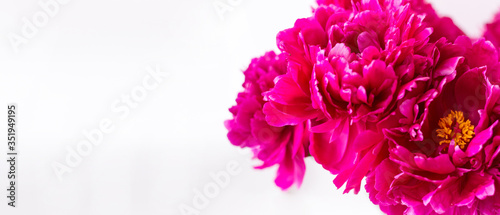 Banner. Red peony close-up. On light background. Soft image. Space for text. Horizontal photo. Summer. Side view © Антонина Кузнецова