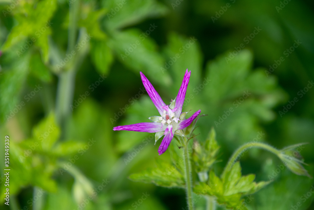 A closeup of a geranium flower. Vancouver BC Canada
A closeup of a geranium flower. Vancouver BC Canada