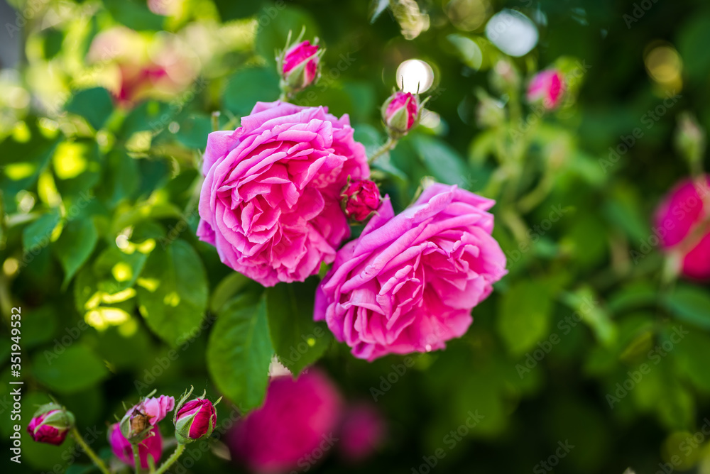 Beautiful pink roses. Damascena rose - Bulgarian rose used for perfumery. Rosa damascena close up photo. - obrazy, fototapety, plakaty 