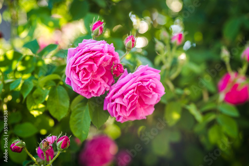 Fototapeta Naklejka Na Ścianę i Meble -  Beautiful pink roses. Damascena rose - Bulgarian rose used for perfumery. Rosa damascena close up photo.