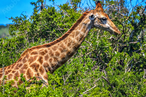 Canvas Print South Africa