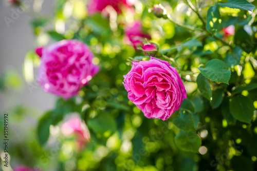 Fototapeta Naklejka Na Ścianę i Meble -  Beautiful pink roses. Damascena rose - Bulgarian rose used for perfumery. Rosa damascena close up photo.