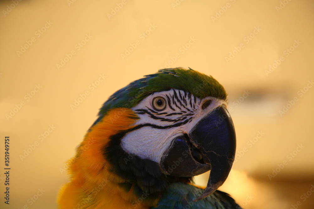 A portrait of a beautiful blue and yellow macaw in Sao Paulo, Brazil. A portrait of a beautiful blue and yellow macaw in Sao Paulo, Brazil.