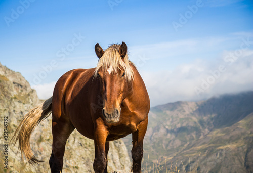 Wild horse with strong muscles looking at the camera in the middle of the mountain in summer