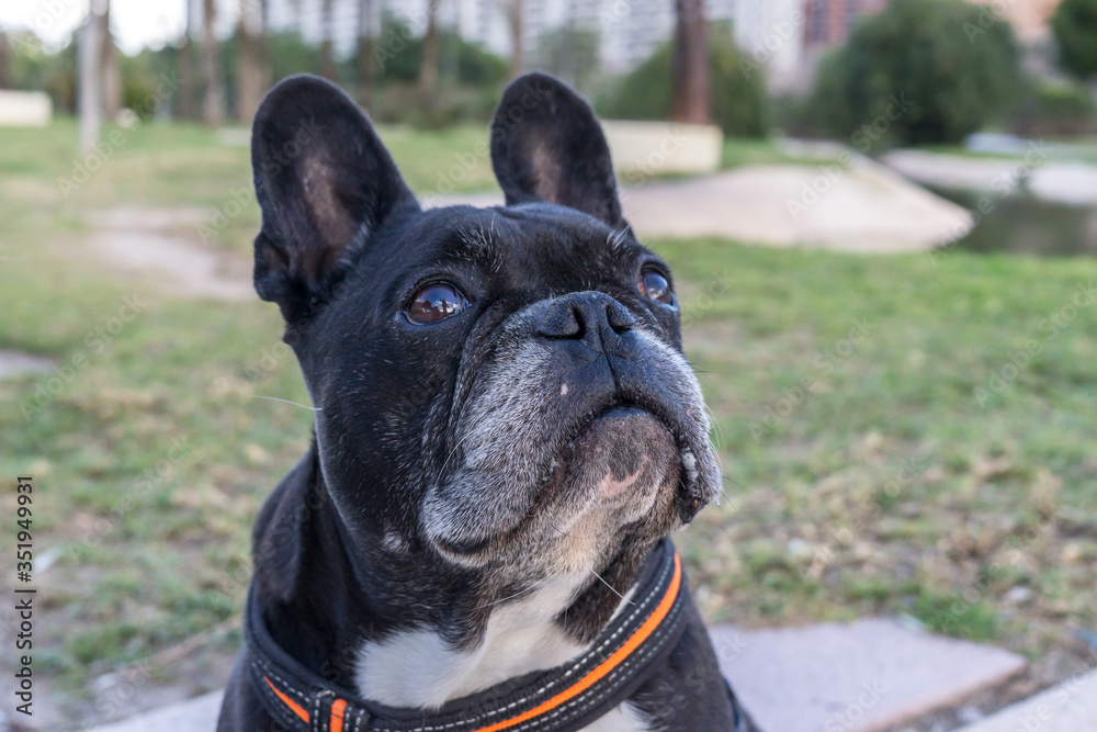 Black french bulldog, looking up. Selective focus on the eyes and nose