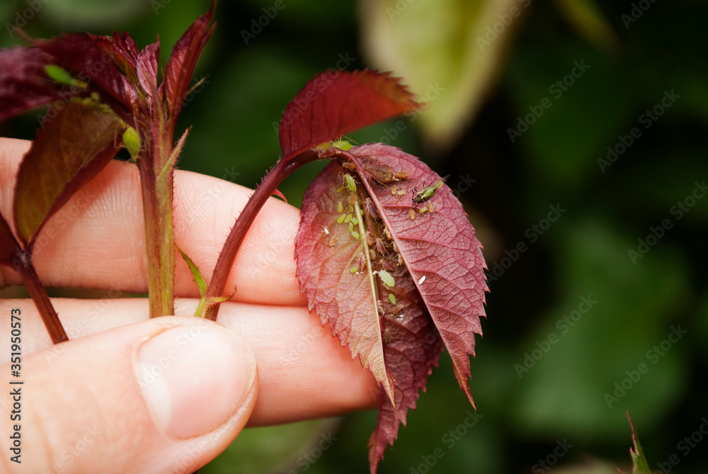 A female gardener examines a plant infected with aphids. Rose infected aphids, gardeners problems. A female gardener examines a plant infected with aphids. Rose infected aphids, gardeners problems.