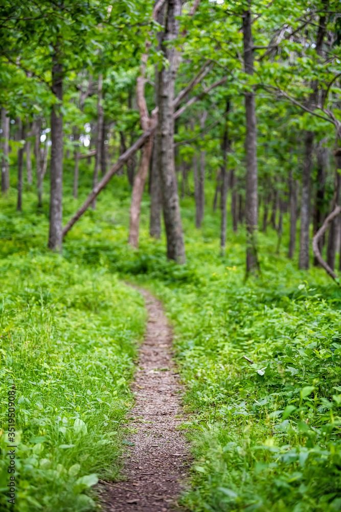 Appalachian nature trail footpath in Shenandoah Blue Ridge mountains with green grass lush foliage on path vertical view with nobody