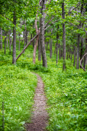 Fototapeta Naklejka Na Ścianę i Meble -  Appalachian nature trail footpath in Shenandoah Blue Ridge mountains with green grass lush foliage on path vertical view with nobody