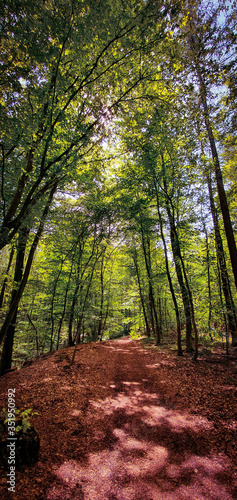 Beautiful forest hiking and biking trail © Mendelex
