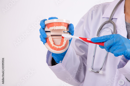 Woman dentist with gloves showing on teeth model.