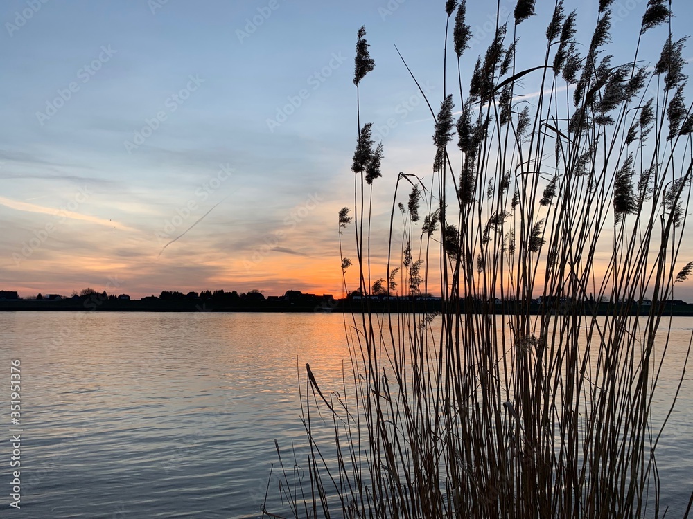 gräser schilf fluss ufer