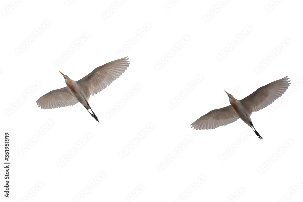 Fototapeta premium Birds flying on the sky.