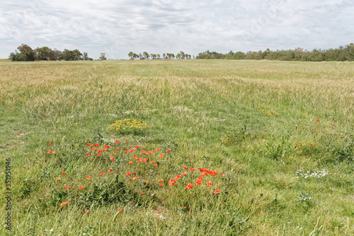 Italien - Apulien - Brindisi - Umland photo