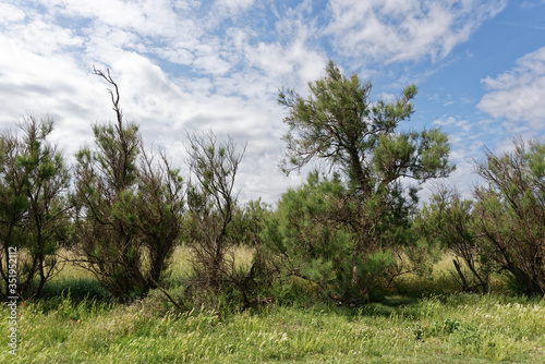 Italien - Apulien - Brindisi - Umland photo