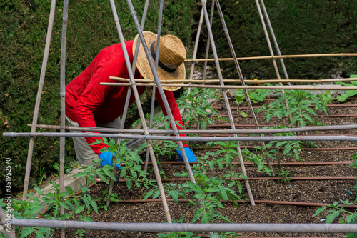 mature man planting a harvest in the home garden