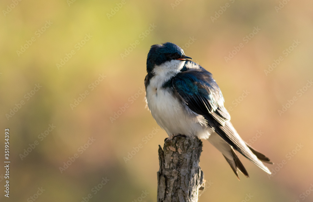 Obraz premium Tree Swallow, Tachycineta bicolor, perched on branch in beautiful morning light and fog