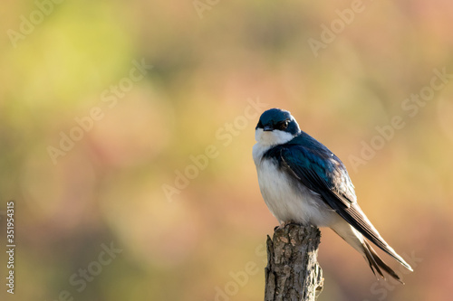 Tree Swallow, Tachycineta bicolor, perched on branch in beautiful morning light and fog