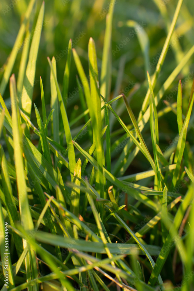 Obraz premium green grass with dew drops