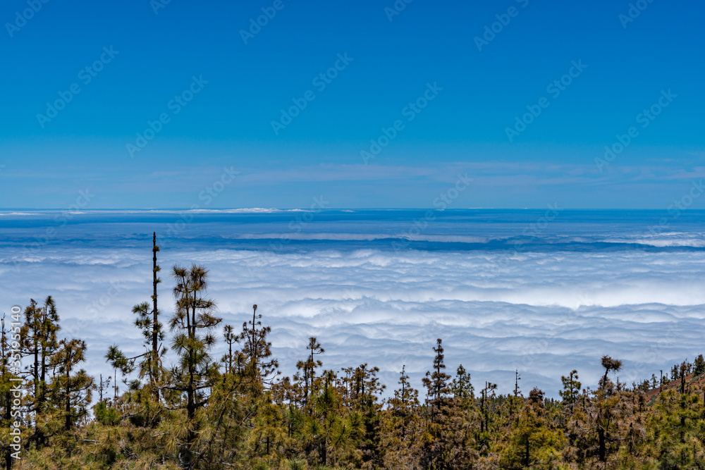 Obraz premium Wolkenhimmel über dem Kiefernwald