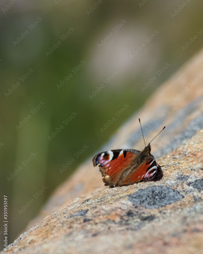 Obraz premium peacock butterfly on a pink rock