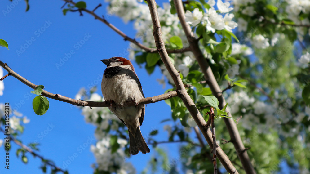 Fototapeta premium Sparrow on a branch of a blossoming apple tree. A house sparrow (Passer Domesticus) and green lush foliage against a blue sky. Close up view of bird in spring. Beautiful nature background.