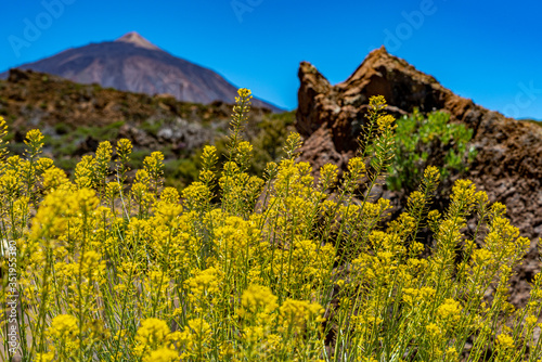 Frühlingsblüte am Fuß des Teide auf Teneriffa