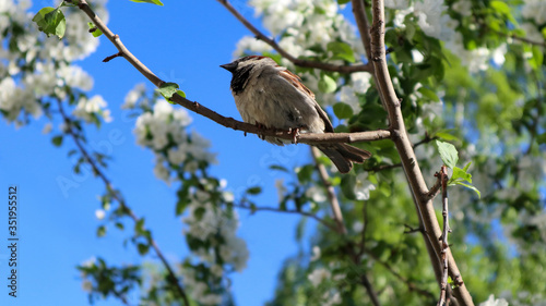 Sparrow on a branch of a blossoming apple tree. A house sparrow (Passer Domesticus) and green lush foliage against a blue sky. Close up view of bird in spring. Beautiful nature background.