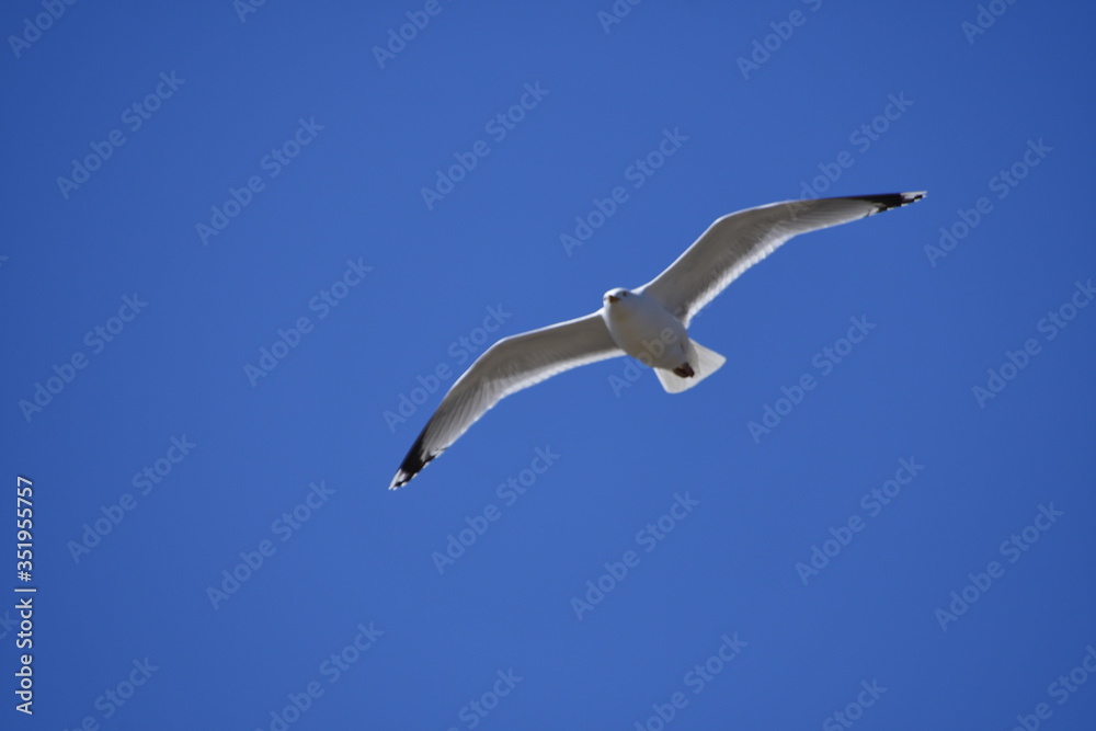 Obraz premium seagull in flight