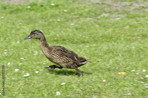 Duck on the run