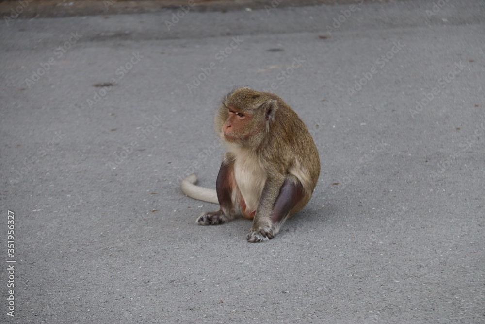 Singe d'une rue de Phnom Penh, Cambodge Singe d'une rue de Phnom Penh, Cambodge
