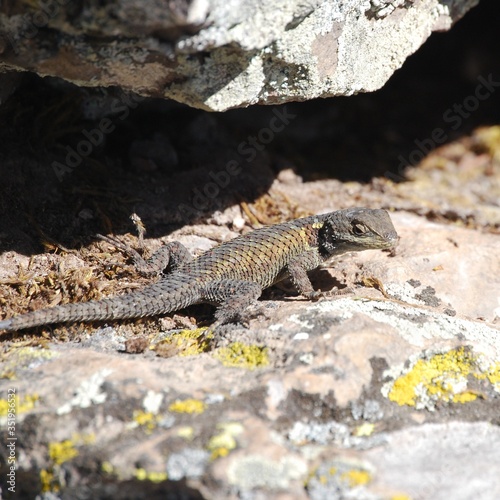 lizard on the rock