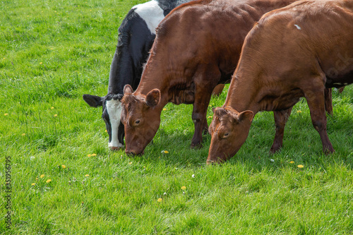 Drei grasende Kühe auf grünem Gras.
