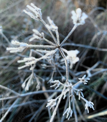 nahaufnahme eiskristalle winter pflanzen